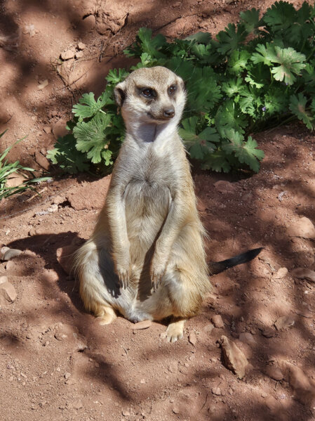 Wachsames Erdmännchen