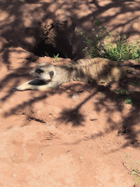 Erdmännchen beim chillen