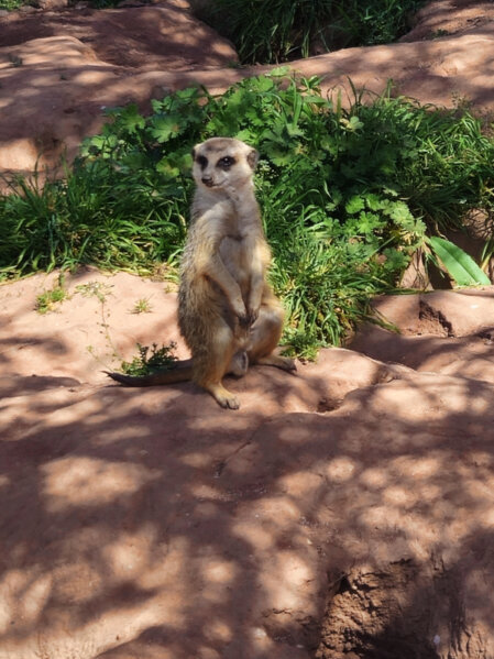 Erdmännchen auf Wache